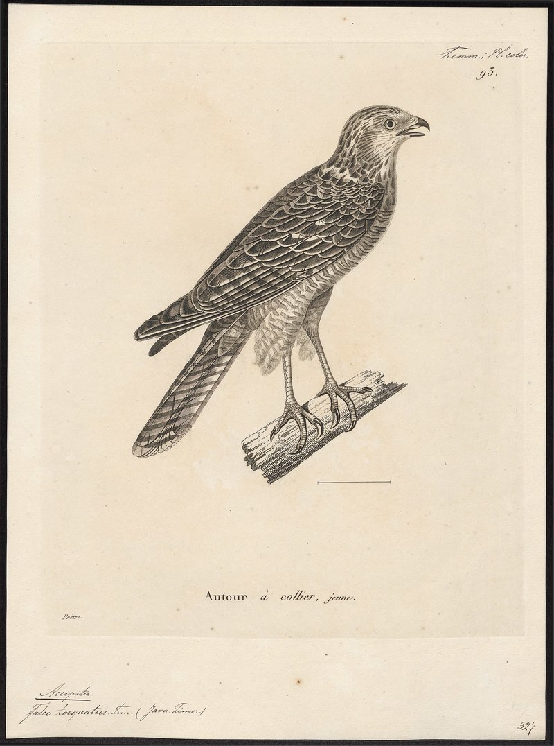 Accipiter torquatus = Accipiter fasciatus (brown goshawk); DISPLAY FULL IMAGE.