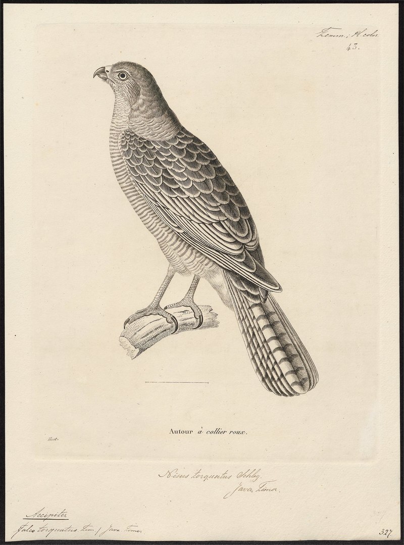 Accipiter torquatus = Accipiter fasciatus (brown goshawk); DISPLAY FULL IMAGE.