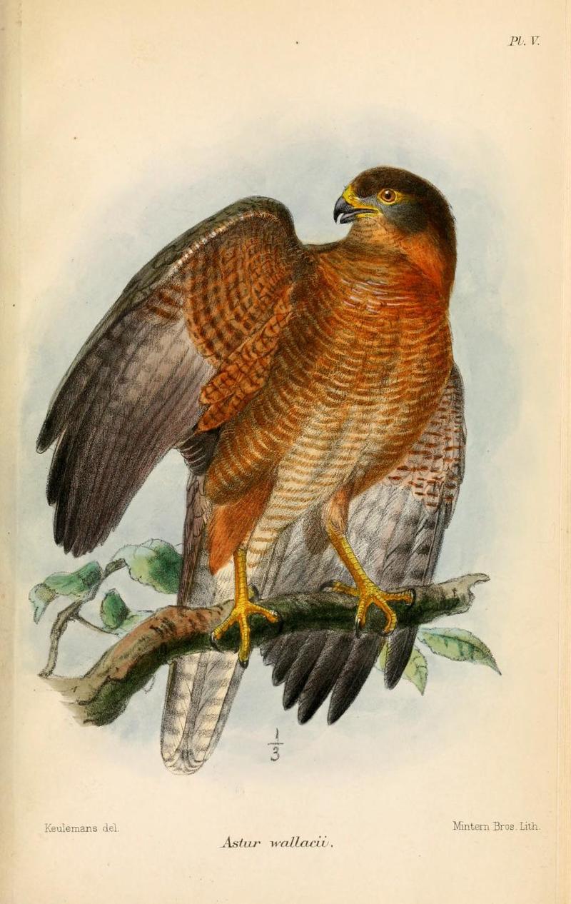 Astur wallacii = Accipiter fasciatus wallacii (brown goshawk); DISPLAY FULL IMAGE.