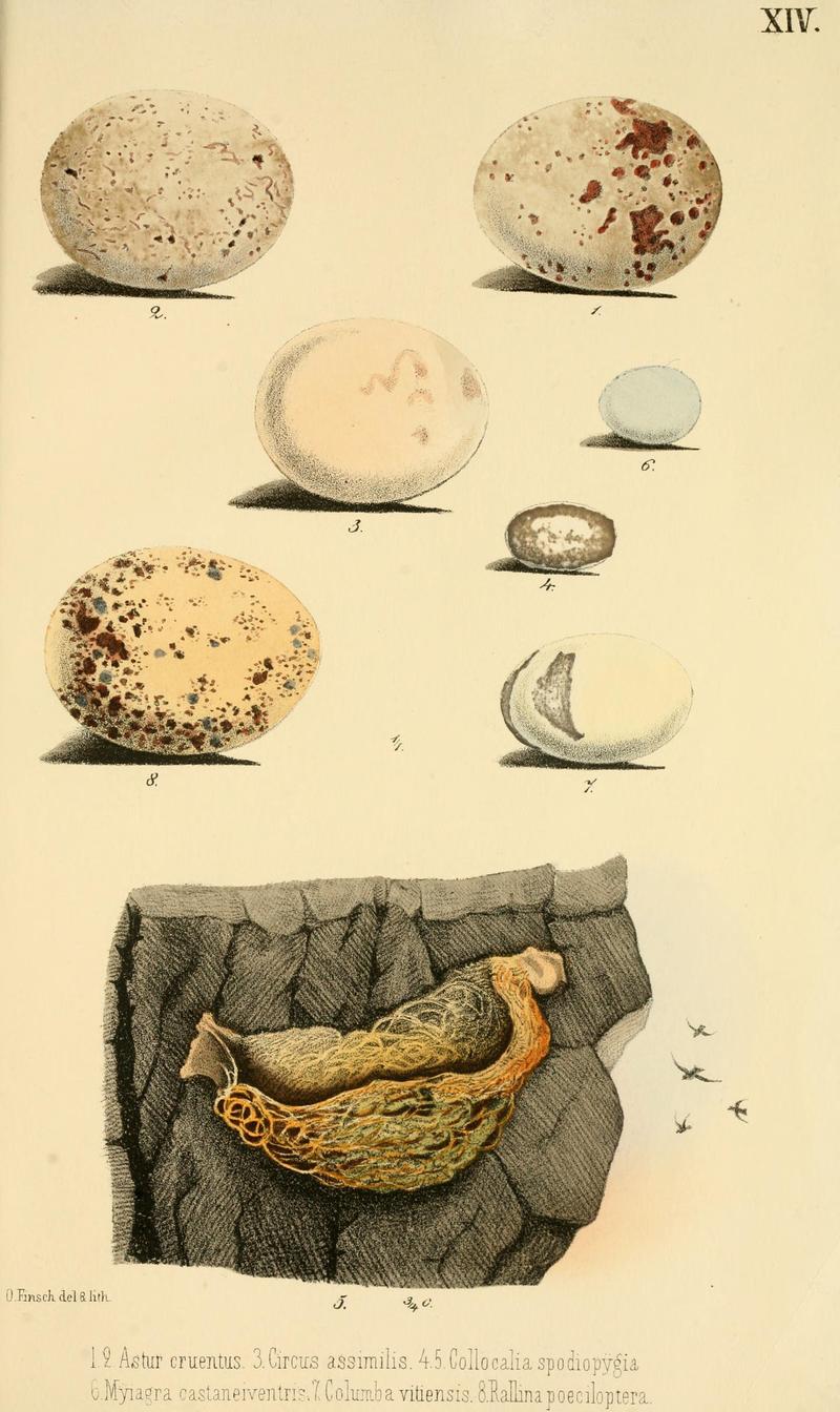 Bird Eggs: 1.2. Accipiter fasciatus (brown goshawk). 3. Circus assimilis (spotted harrier). 4.5. Aerodramus spodiopygius (white-rumped swiftlet). 6. Monarcha castaneiventris (chestnut-bellied monarch). 7. Columba vitiensis (metallic pigeon). 8. Nesoclopeus poecilopterus (bar-winged rail).; DISPLAY FULL IMAGE.