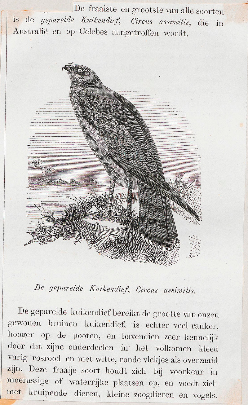 Circus assimilis (spotted harrier) cropped; DISPLAY FULL IMAGE.