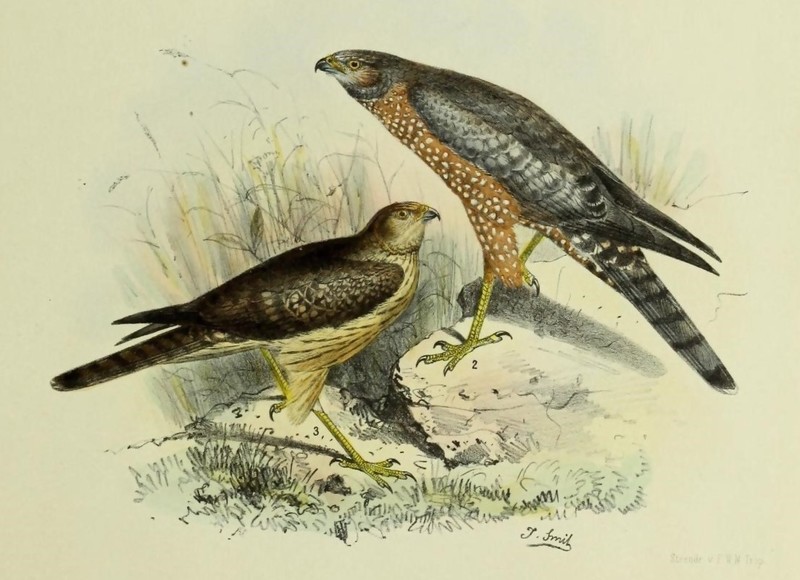 Circus assimilis (spotted harrier); DISPLAY FULL IMAGE.