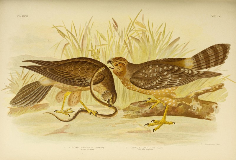 Circus jardinii & Circus assimilis (spotted harrier); DISPLAY FULL IMAGE.