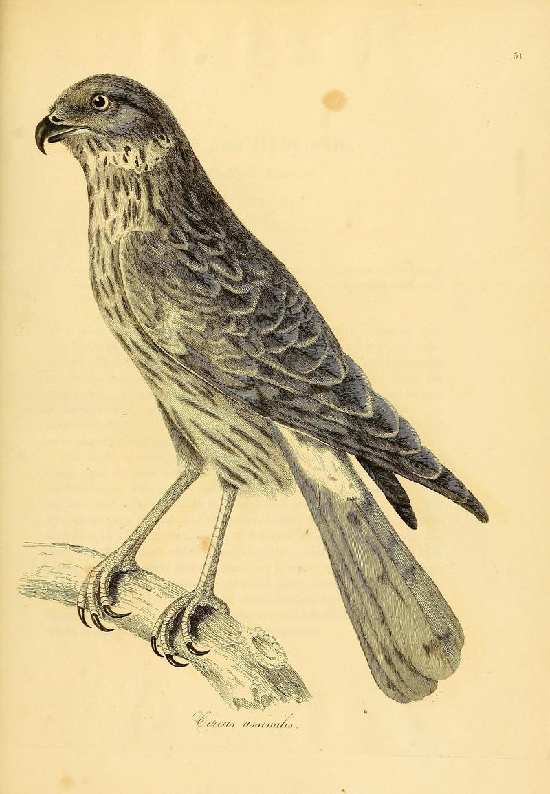 Circus assimilis (spotted harrier); DISPLAY FULL IMAGE.
