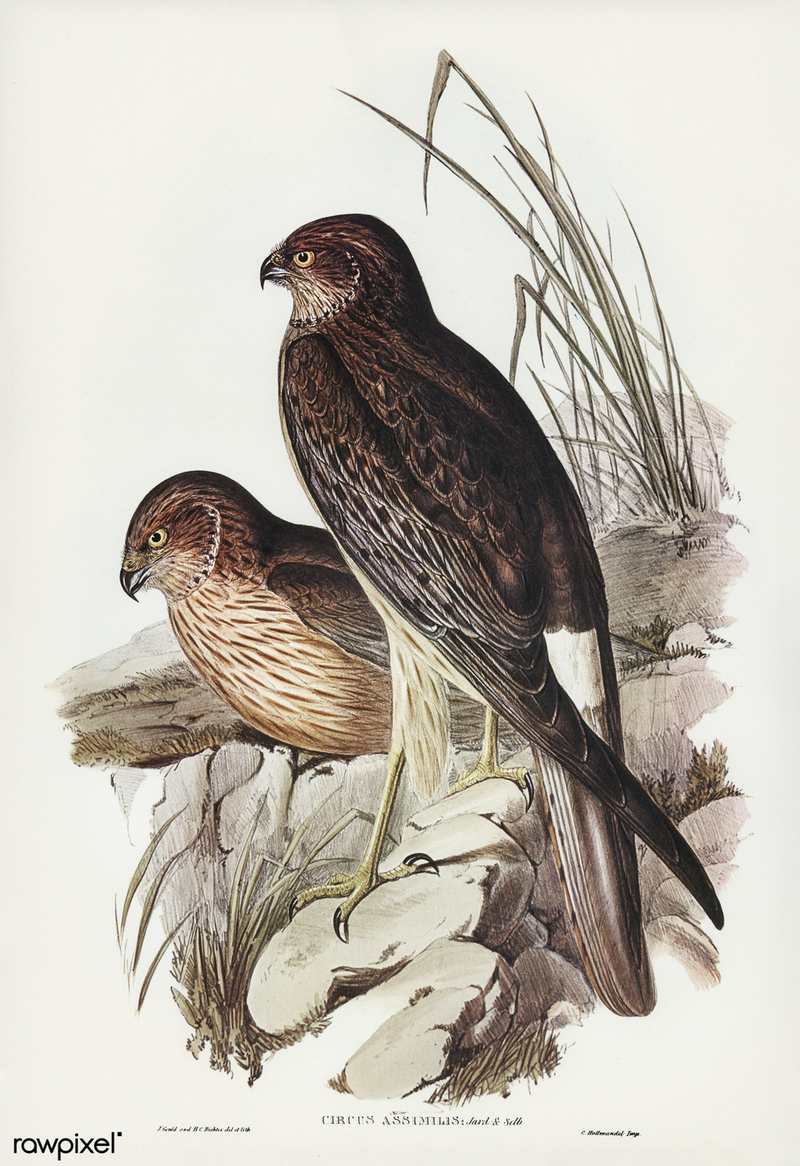 Circus assimilis (spotted harrier); DISPLAY FULL IMAGE.