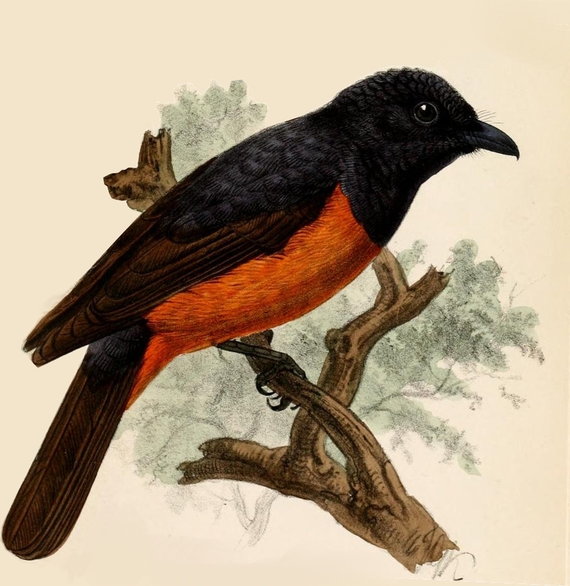 Pomarea castaneiventris = Monarcha castaneiventris, Chestnut-bellied Monarch; DISPLAY FULL IMAGE.