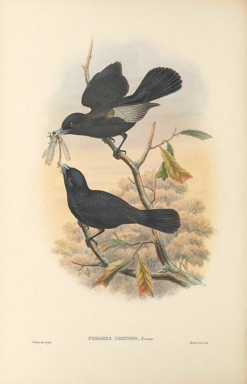 Pomarea ugiensis = Monarcha castaneiventris ugiensis (chestnut-bellied monarch); DISPLAY FULL IMAGE.