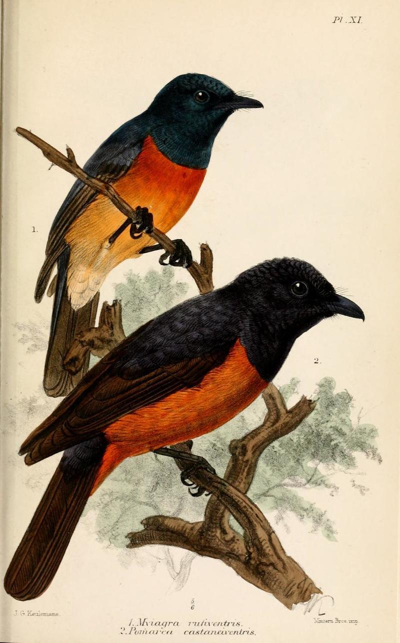 Myiagra vanikorensis rufiventris, (Vanikoro flycatcher), Pomarea castaneiventris = Monarcha castaneiventris (chestnut-bellied monarch); DISPLAY FULL IMAGE.