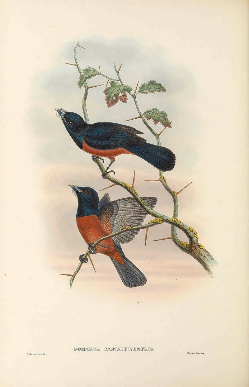 Pomarea castaneiventris = Monarcha castaneiventris (chestnut-bellied monarch); DISPLAY FULL IMAGE.