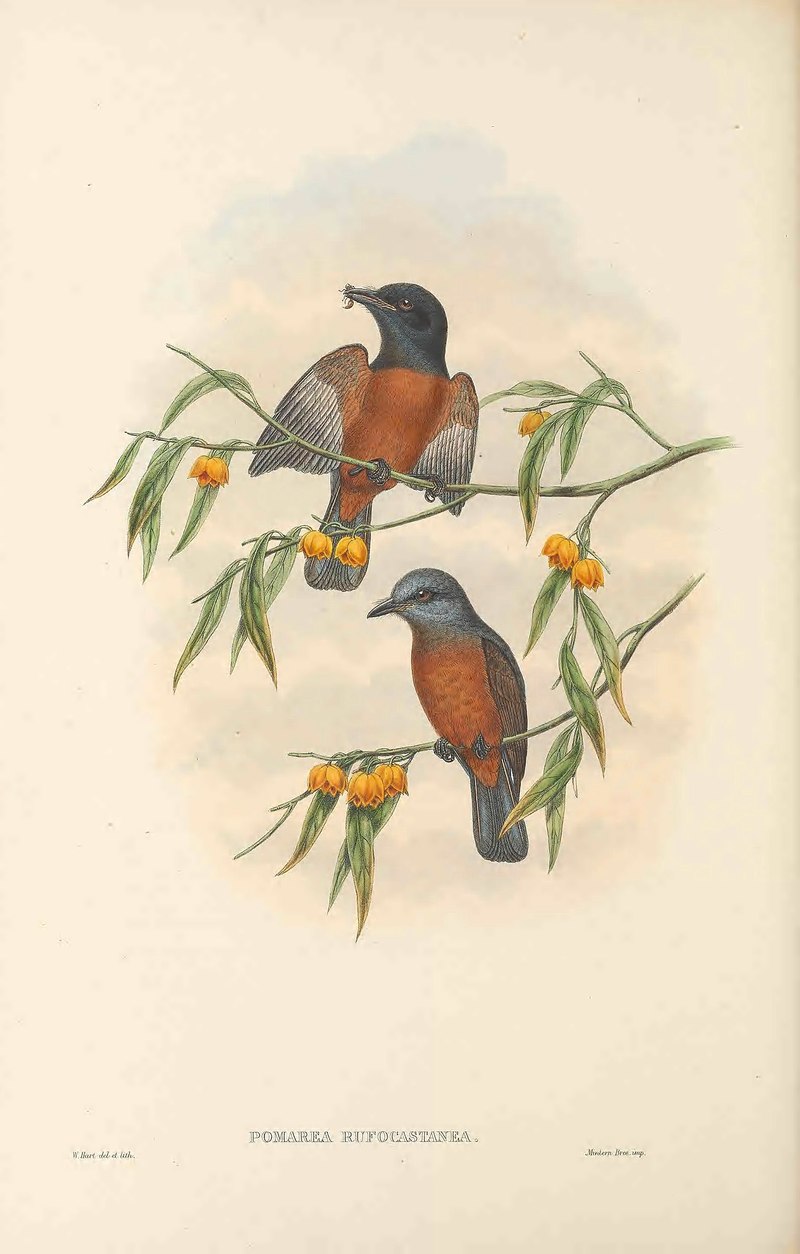 Pomarea rufocastanea = Monarcha castaneiventris (chestnut-bellied monarch); DISPLAY FULL IMAGE.