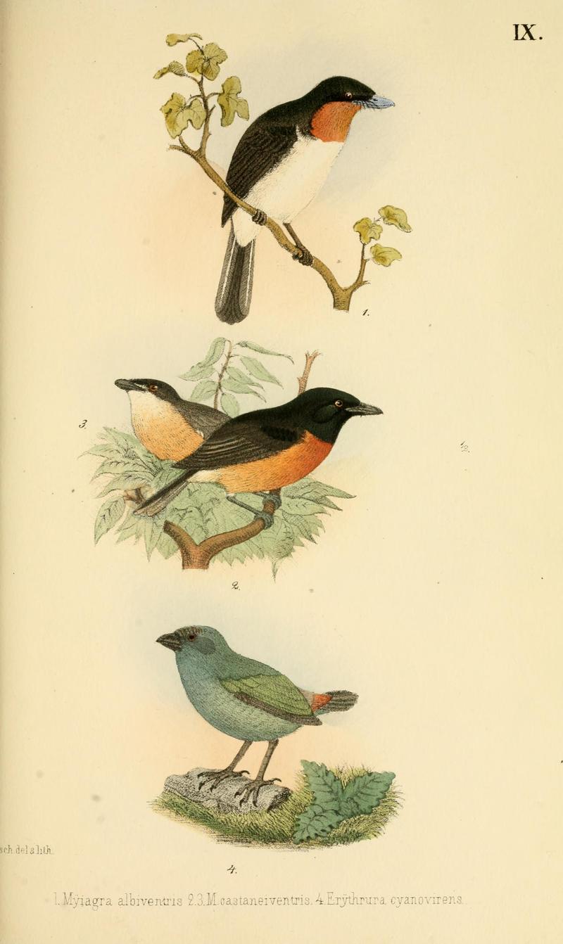 Samoan flycatcher (Myiagra albiventris), chestnut-bellied monarch (Monarcha castaneiventris), red-headed parrotfinch (Erythrura cyaneovirens); DISPLAY FULL IMAGE.