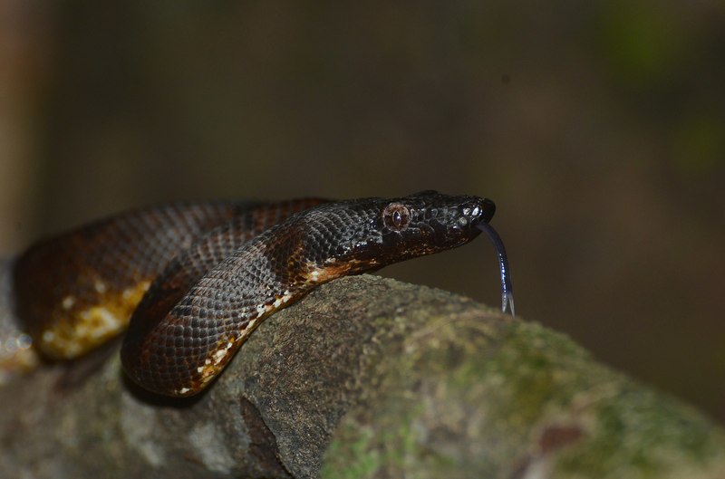 Candoia carinata (Pacific ground boa, Pacific keel-scaled boa); DISPLAY FULL IMAGE.