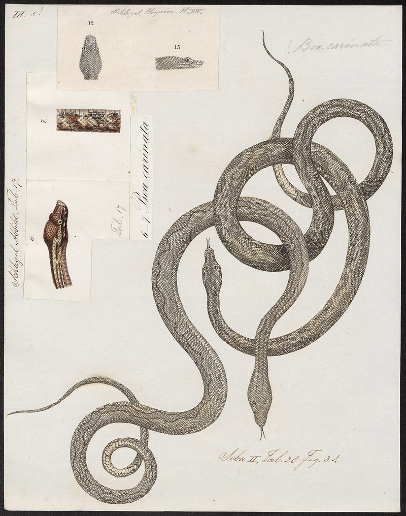 Boa carinata = Candoia carinata (Pacific ground boa); DISPLAY FULL IMAGE.