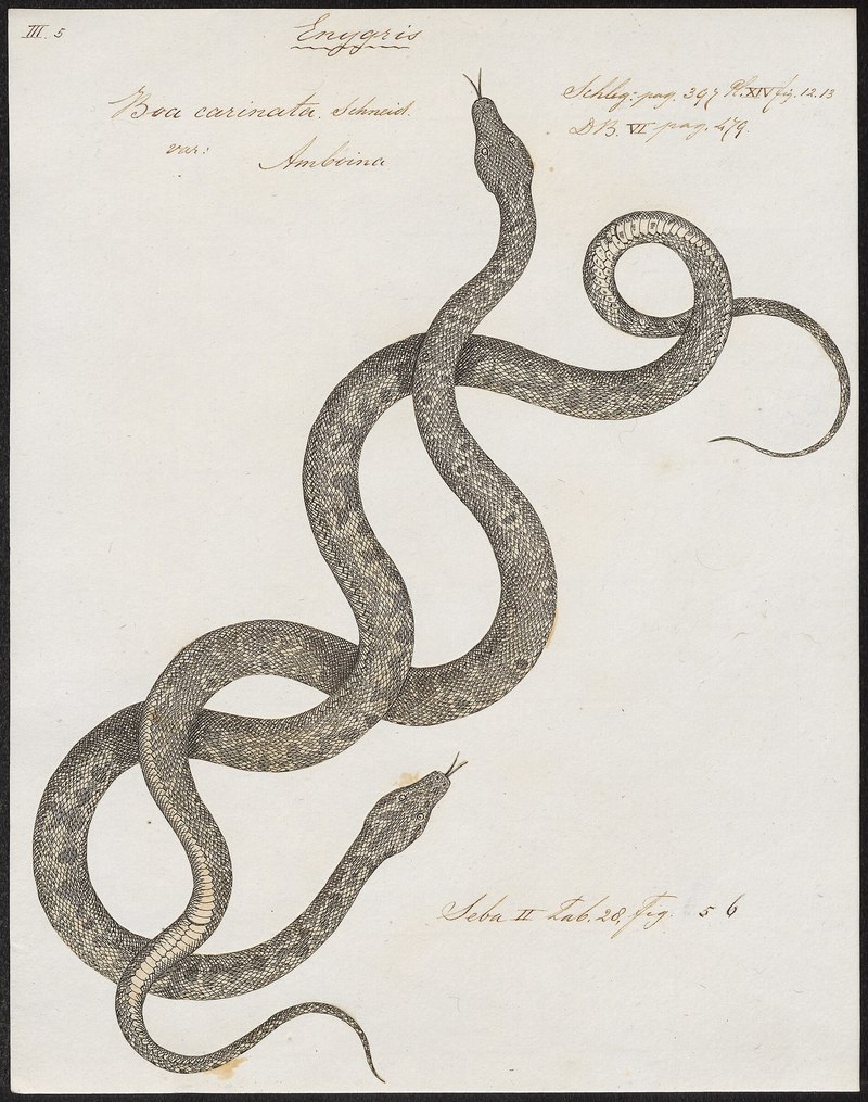 Boa carinata = Candoia carinata (Pacific ground boa); DISPLAY FULL IMAGE.