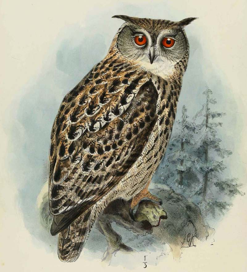 Bubo ignavus = Bubo bubo (Eurasian eagle-owl); DISPLAY FULL IMAGE.