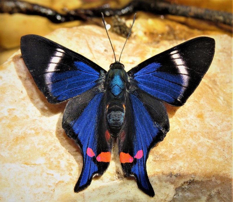 Periander Metalmark (Rhetus periander); DISPLAY FULL IMAGE.