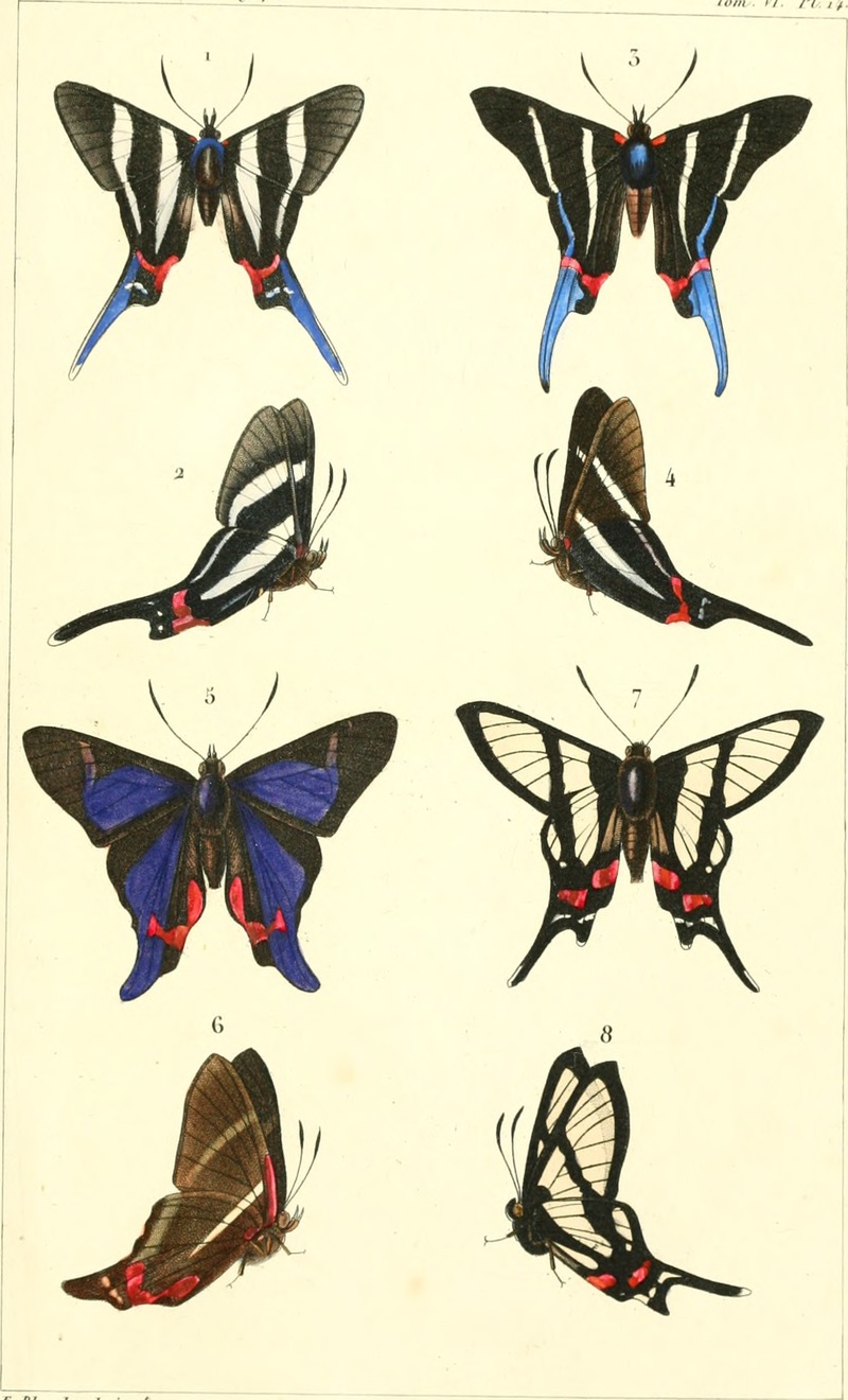 Erycina licarsis = Rhetus arcius, Erycina thia = Rhetus arcius thia, Diorina laonome = Rhetus periander, Zeonia morissei = Chorinea licursis; DISPLAY FULL IMAGE.