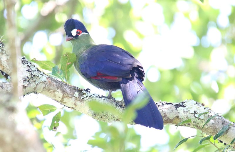 Hartlaub's turaco (Tauraco hartlaubi); DISPLAY FULL IMAGE.