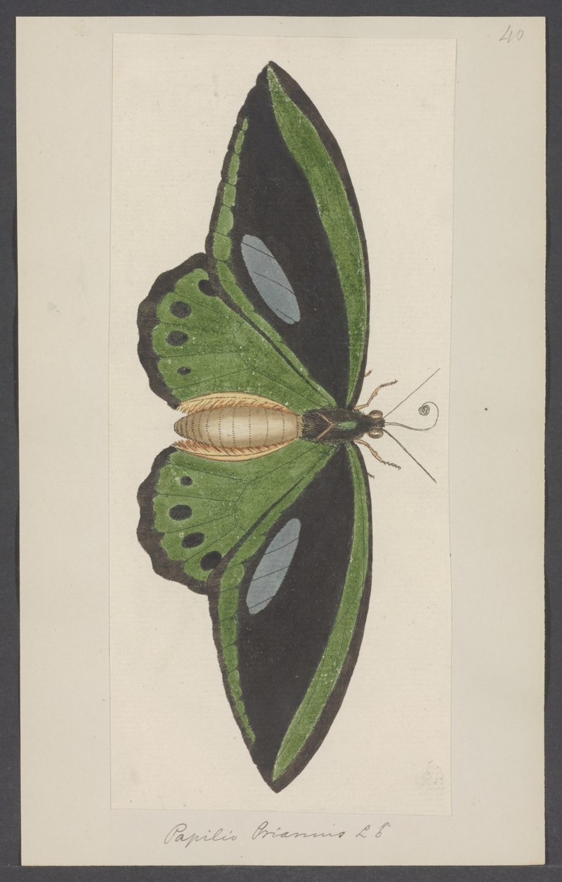 Papilio priamus = Ornithoptera priamus (common green birdwing); DISPLAY FULL IMAGE.