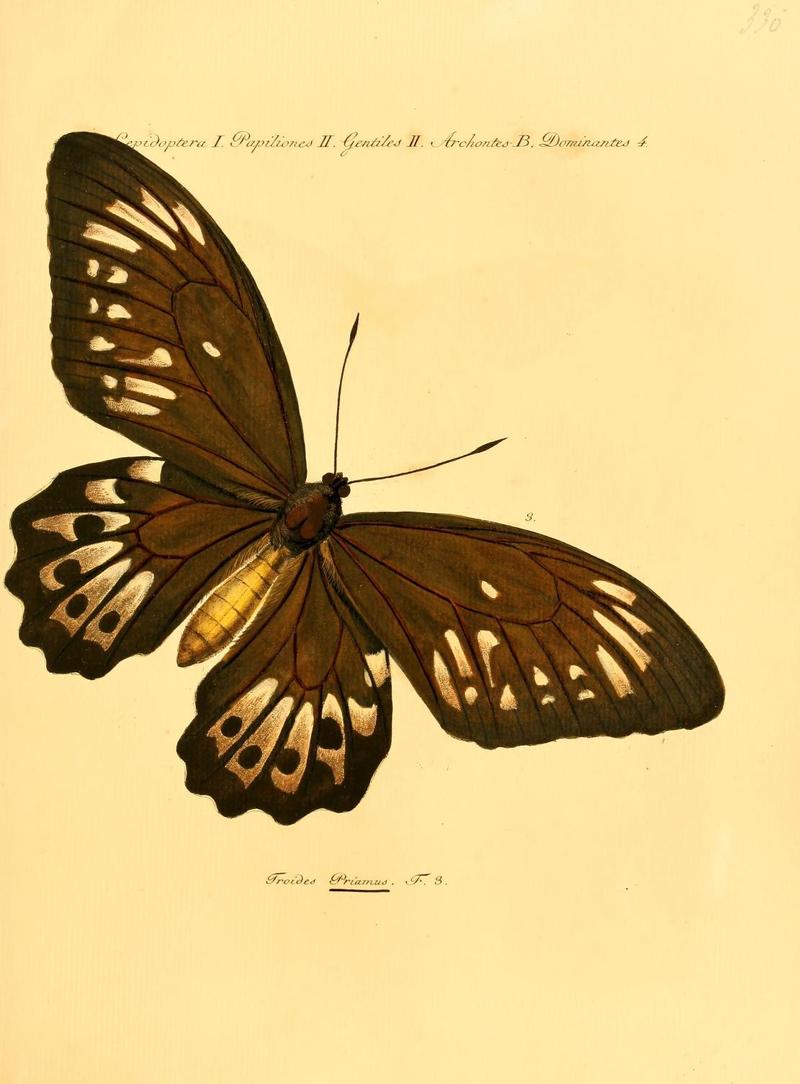 Troides priamus = Ornithoptera priamus (common green birdwing); DISPLAY FULL IMAGE.