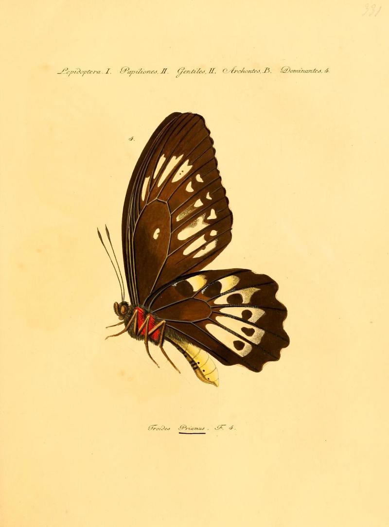 Troides priamus = Ornithoptera priamus (common green birdwing); DISPLAY FULL IMAGE.