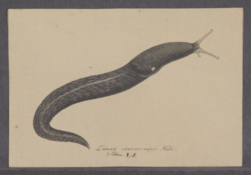 Ash-black Slug - Limax cinereoniger; DISPLAY FULL IMAGE.