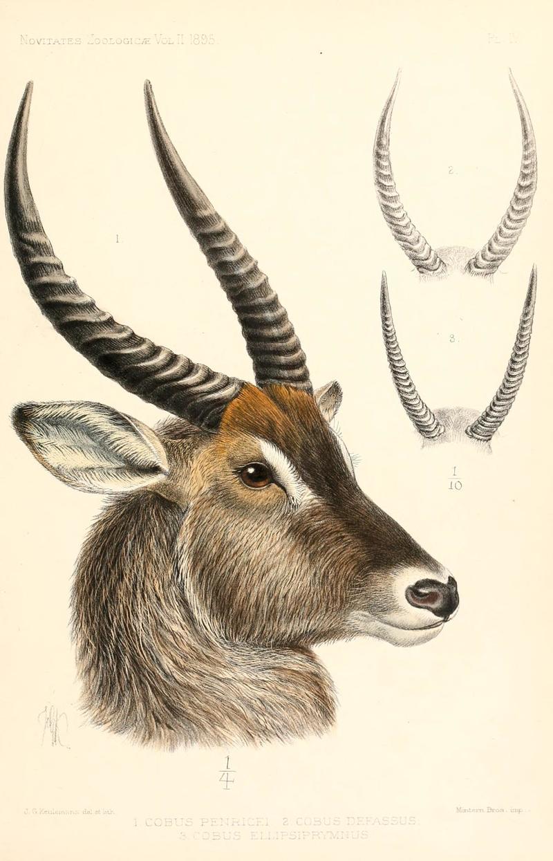 Cobus ellipsiprymnus = Kobus ellipsiprymnus (waterbuck); DISPLAY FULL IMAGE.