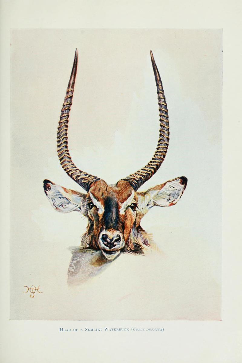 Cobus defassa = Kobus ellipsiprymnus defassa (defassa waterbuck); DISPLAY FULL IMAGE.