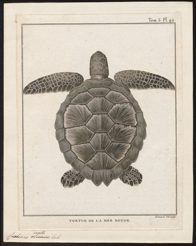 Caouana caretta = Caretta caretta (loggerhead sea turtle); DISPLAY FULL IMAGE.