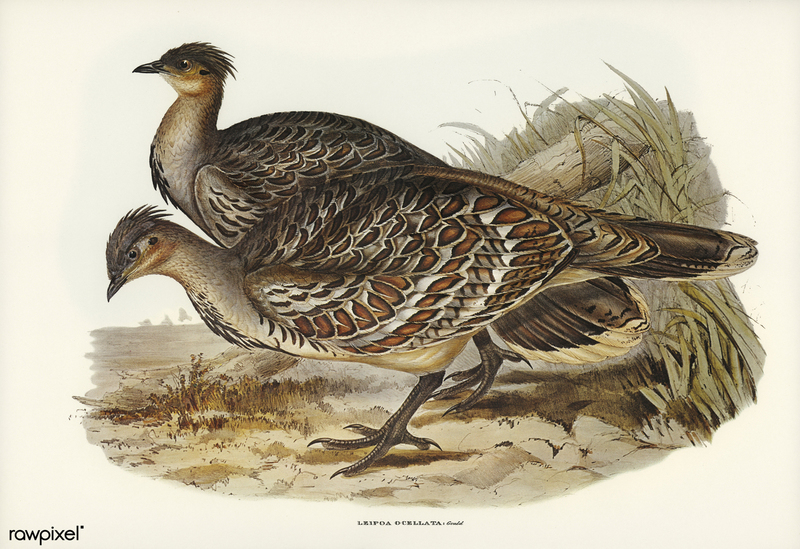 Leipoa ocellata (malleefowl, mallee-fowl); DISPLAY FULL IMAGE.