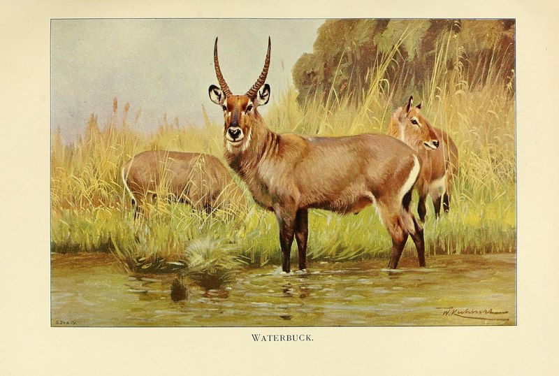 Kobus ellipsiprymnus (waterbuck); DISPLAY FULL IMAGE.