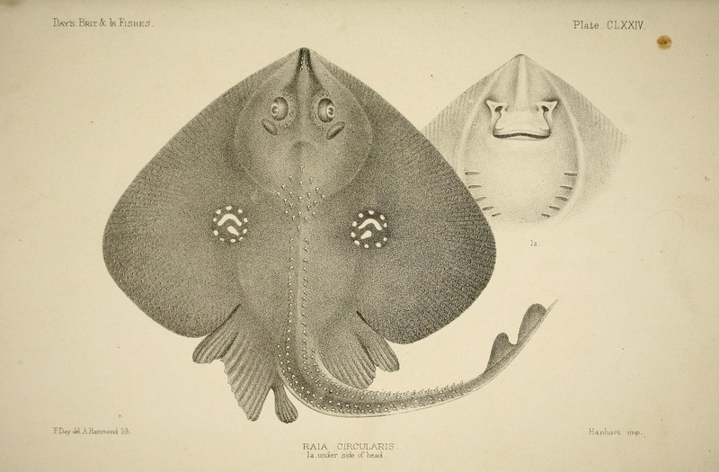 Raia circularis = Leucoraja naevus (cuckoo ray); DISPLAY FULL IMAGE.