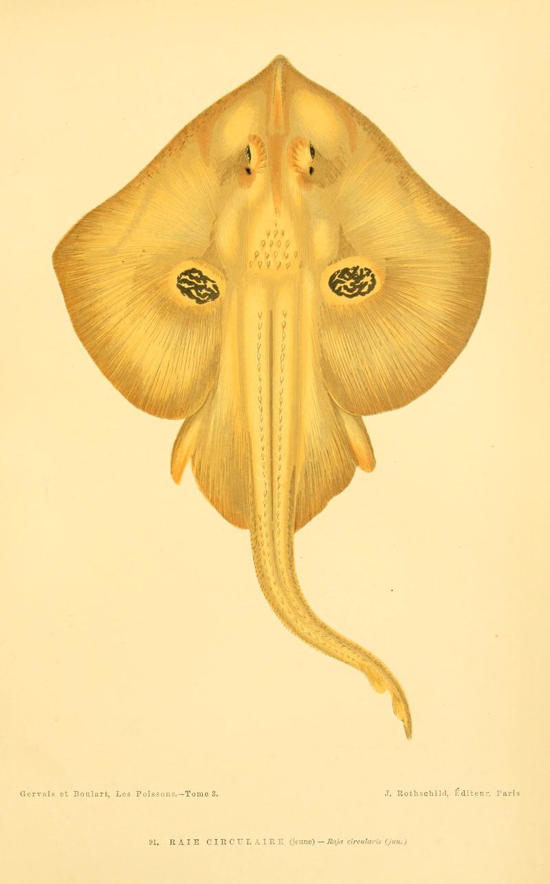 Raia circularis = Leucoraja naevus (cuckoo ray); DISPLAY FULL IMAGE.