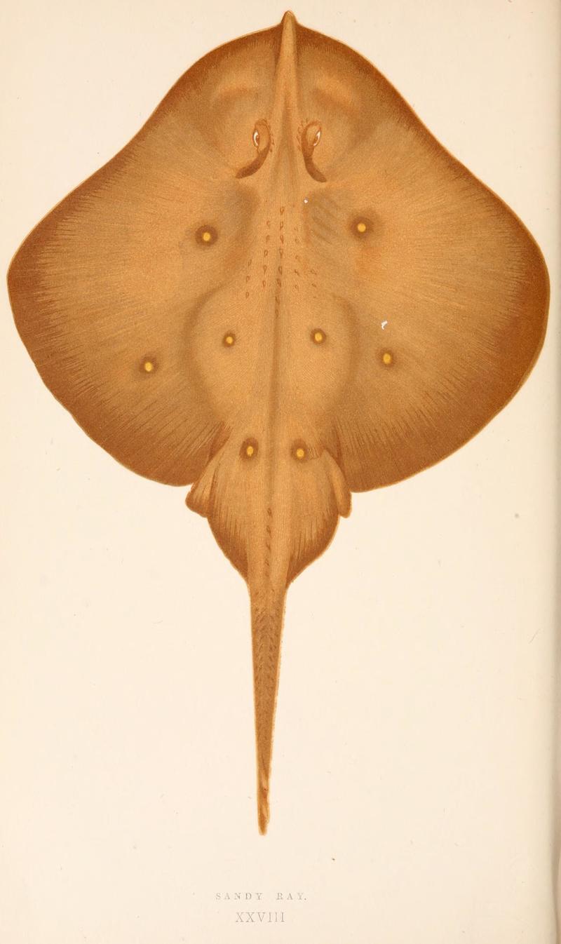 Raia circularis = Leucoraja circularis (sandy ray); DISPLAY FULL IMAGE.