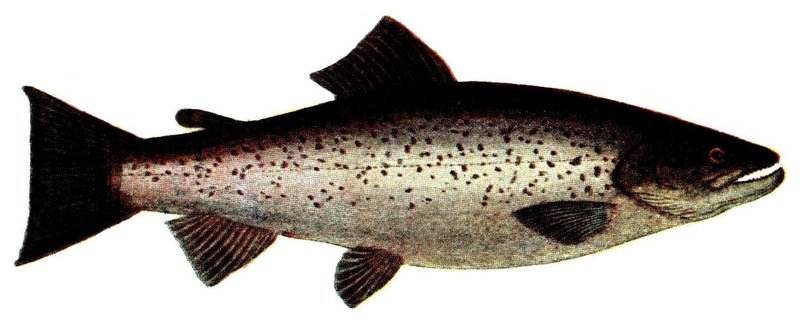 brown trout (Salmo trutta); DISPLAY FULL IMAGE.