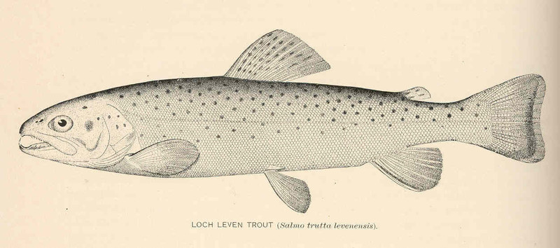 Loch Leven brown trout (Salmo trutta levenensis); DISPLAY FULL IMAGE.