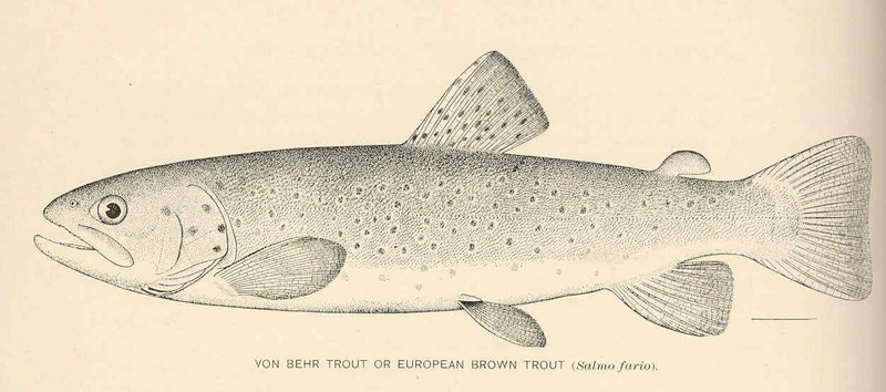 Salmo fario = Salmo trutta fario (river trout, brown trout); DISPLAY FULL IMAGE.