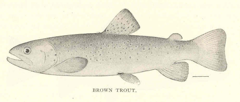 Salmo fario = Salmo trutta fario (river trout, brown trout); DISPLAY FULL IMAGE.