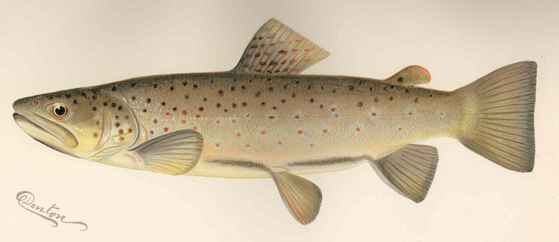 Salmo fario = Salmo trutta fario (river trout, brown trout); DISPLAY FULL IMAGE.