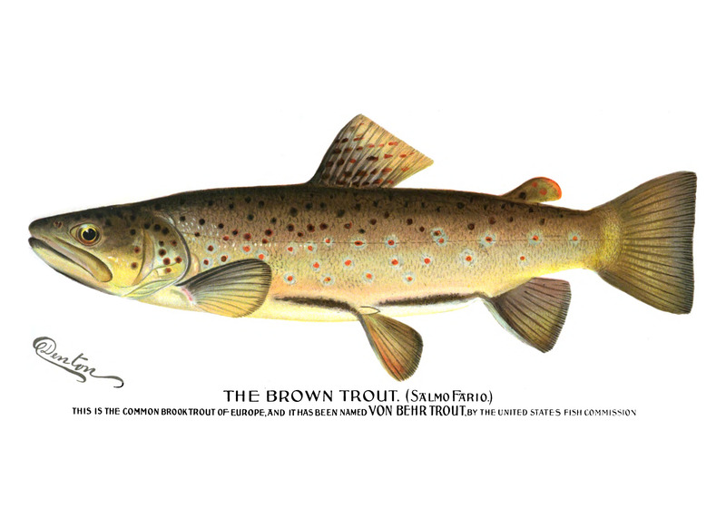 Salmo fario = Salmo trutta fario (river trout, brown trout); DISPLAY FULL IMAGE.