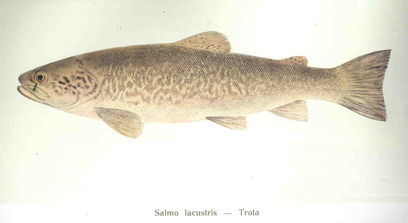 Salmo lacustris = Salmo trutta lacustris (lake trout); DISPLAY FULL IMAGE.
