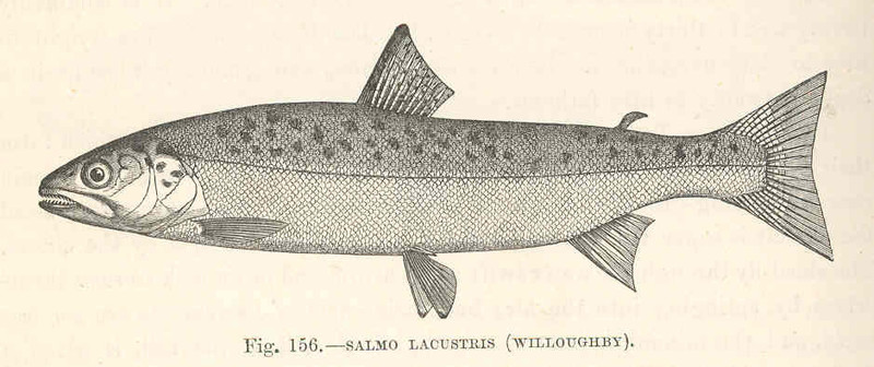 Salmo lacustris = Salmo trutta lacustris (lake trout); DISPLAY FULL IMAGE.