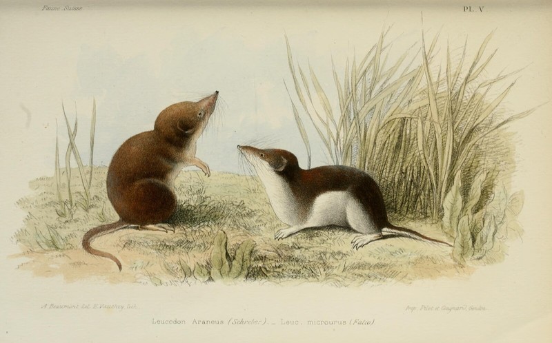 Leucodon araneus = Sorex araneus (common shrew), Leucodon microurus = Crocidura leucodon (bicoloured white-toothed shrew; DISPLAY FULL IMAGE.
