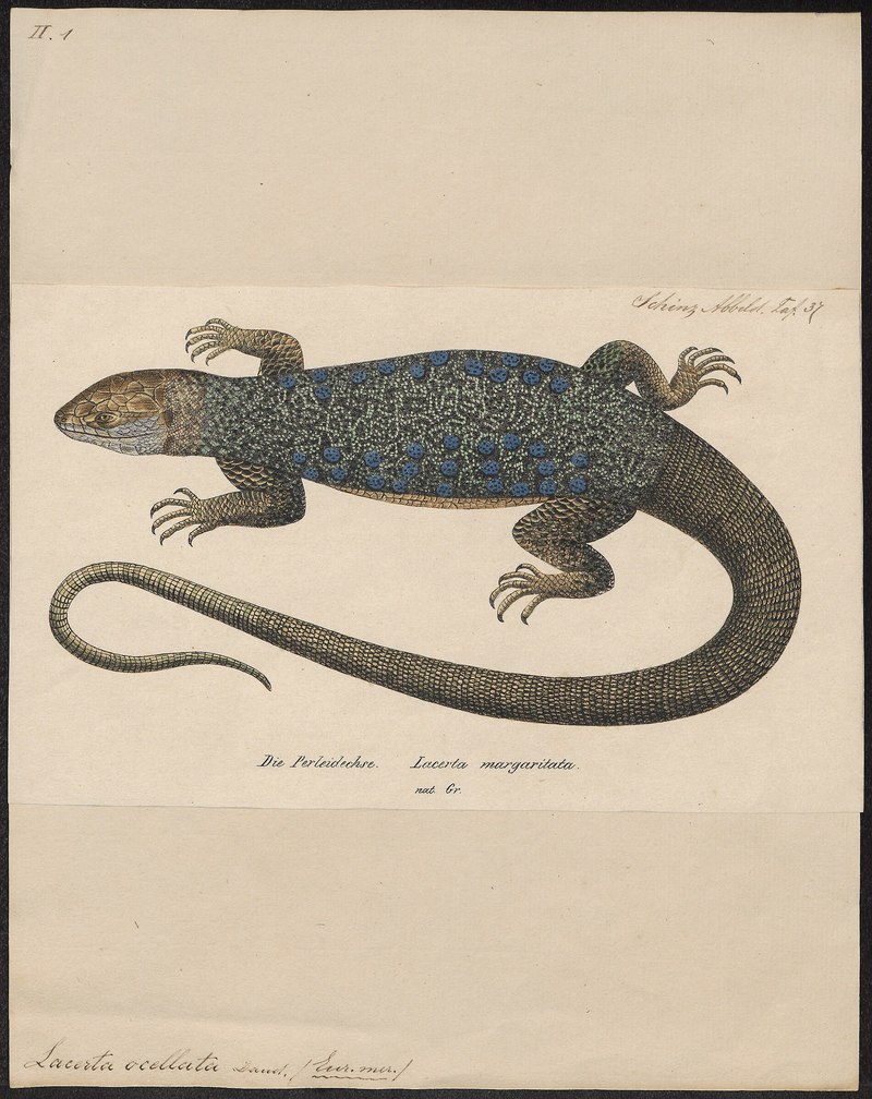 Lacerta margaritata = Timon lepidus (ocellated lizard); DISPLAY FULL IMAGE.