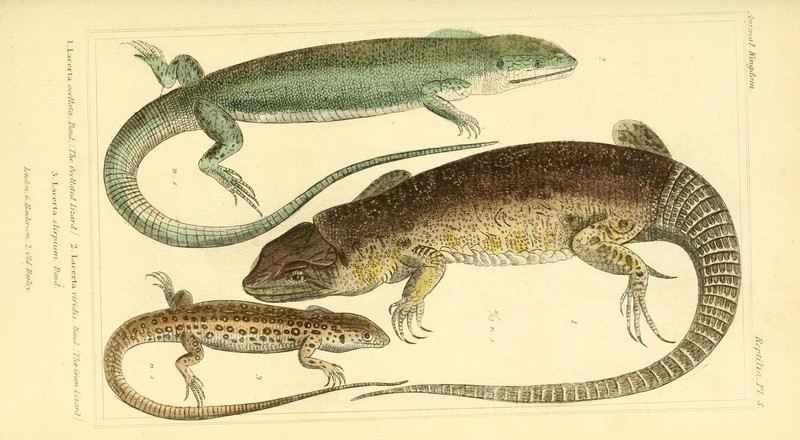 Lacerta ocellata = Timon lepidus (ocellated lizard), Lacerta viridis (European green lizard), Lacerta slirpium = Lacerta agilis (sand lizard); DISPLAY FULL IMAGE.