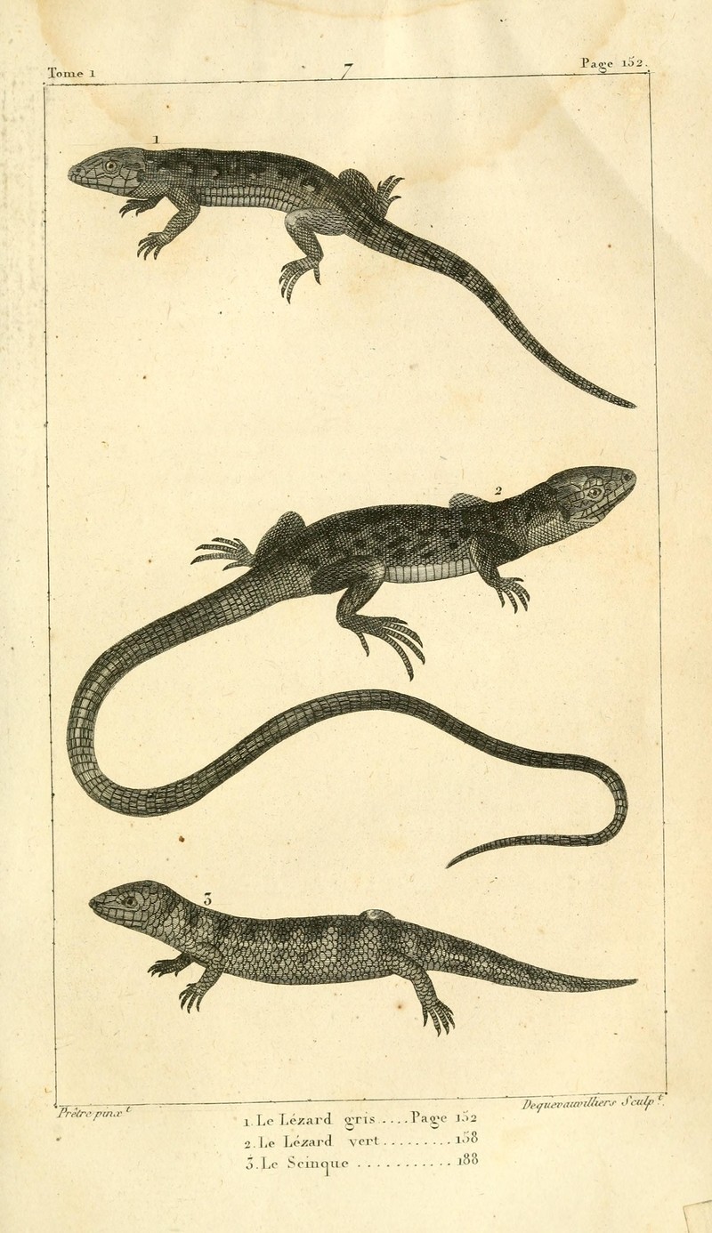 Sand lizard (Lacerta agilis), Ocellated lizard (Timon lepidus), Common sandfish (Scincus scincus); DISPLAY FULL IMAGE.