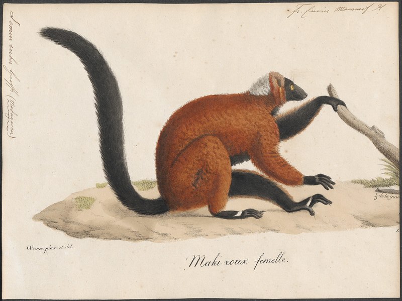 Lemur ruber = Varecia rubra (red ruffed lemur); DISPLAY FULL IMAGE.