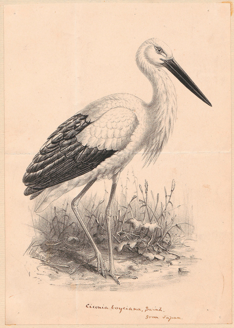 Oriental stork: Ciconia boyciana Swinh. from Japan; DISPLAY FULL IMAGE.