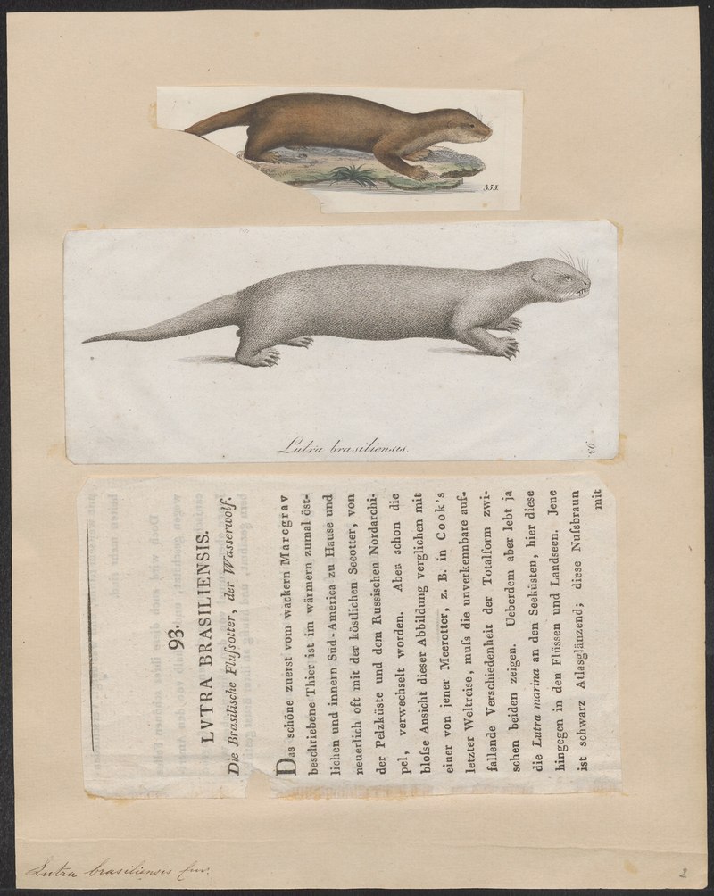 Lutra brasiliensis = Pteronura brasiliensis (giant river otter); DISPLAY FULL IMAGE.