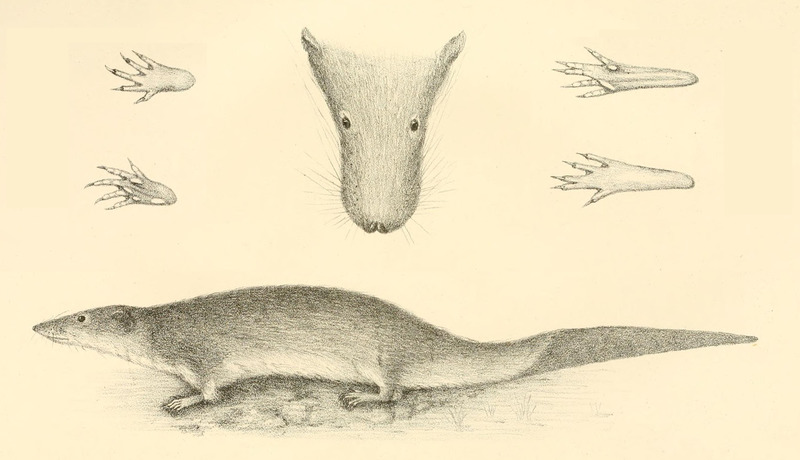 Potamogale velox (giant otter shrew); DISPLAY FULL IMAGE.